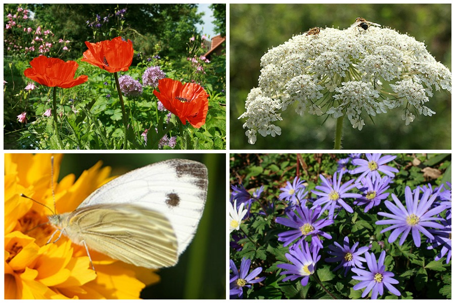 Buntes Blumenbeet