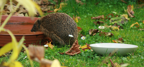 Igel beim Wassertrinken