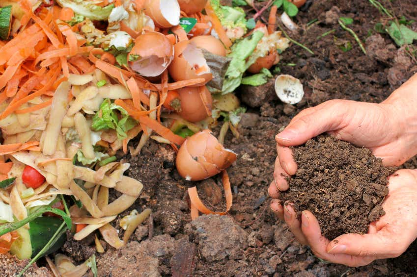 Organischer Kompost
