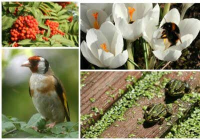 Der ökologische Garten: Die 3 wichtigsten Grundregeln für nachhaltiges Gärtnern