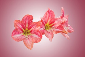 Rote Amaryllis 