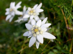 drei Edelweiß-Blüten