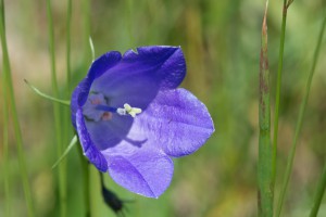 Blüte einer Glockenblume 