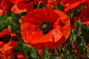 Rote Mohnblume im Feld 