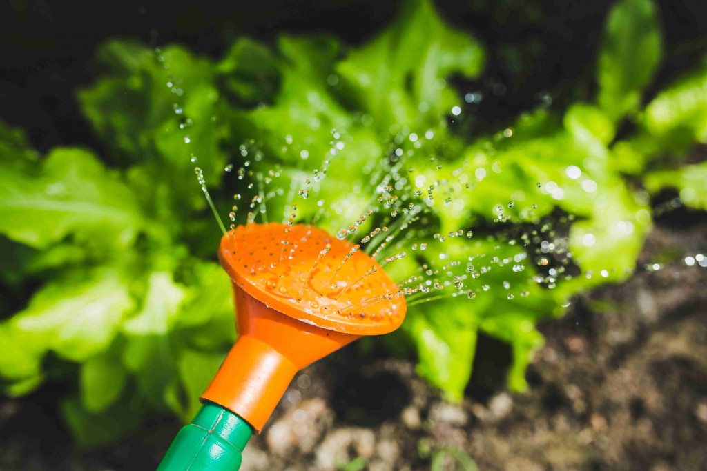 Blumen gießen im Garten mit Gießkanne