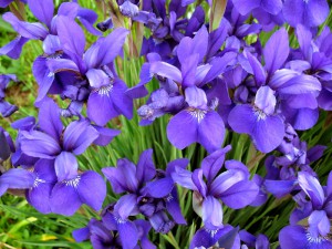 blaue Iris