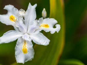 weiße Iris