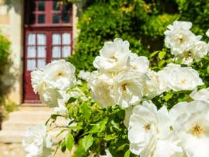 Strauch mit weißen Rosen im Garten