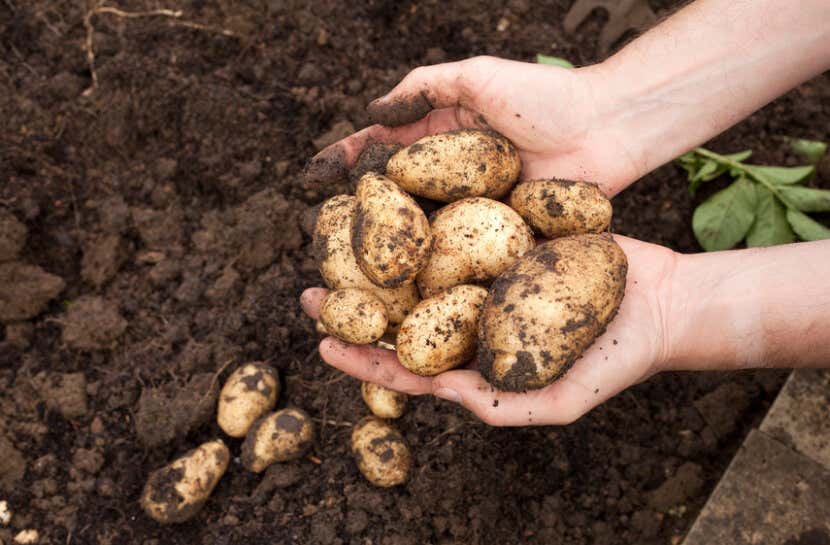 Gärtner mit Kartoffeln aus der Erde