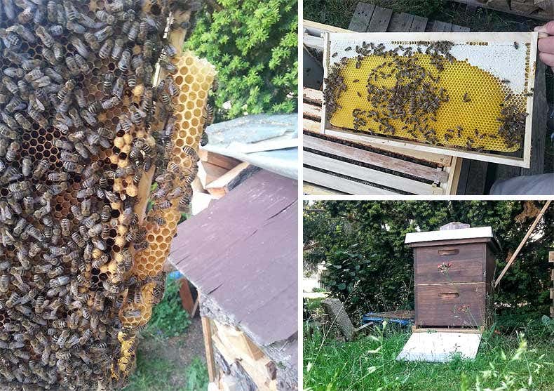 Bienen, Imkerei - Gartenblogs