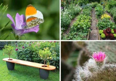 Gartenblogs Top 10: Inspiration, Gestaltung und Tipps & Tricks