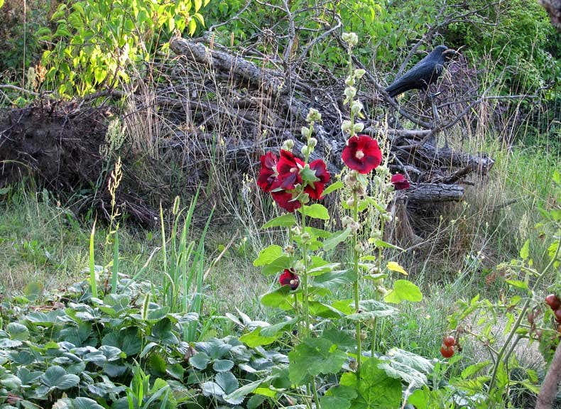 Stockrose vor Totholzhaufen - Gartenblogs