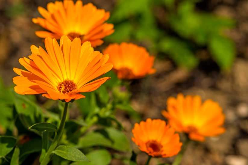 Schutzpflanze Ringelblume