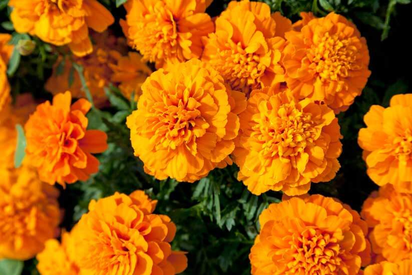 Schutzpflanze Tagetes