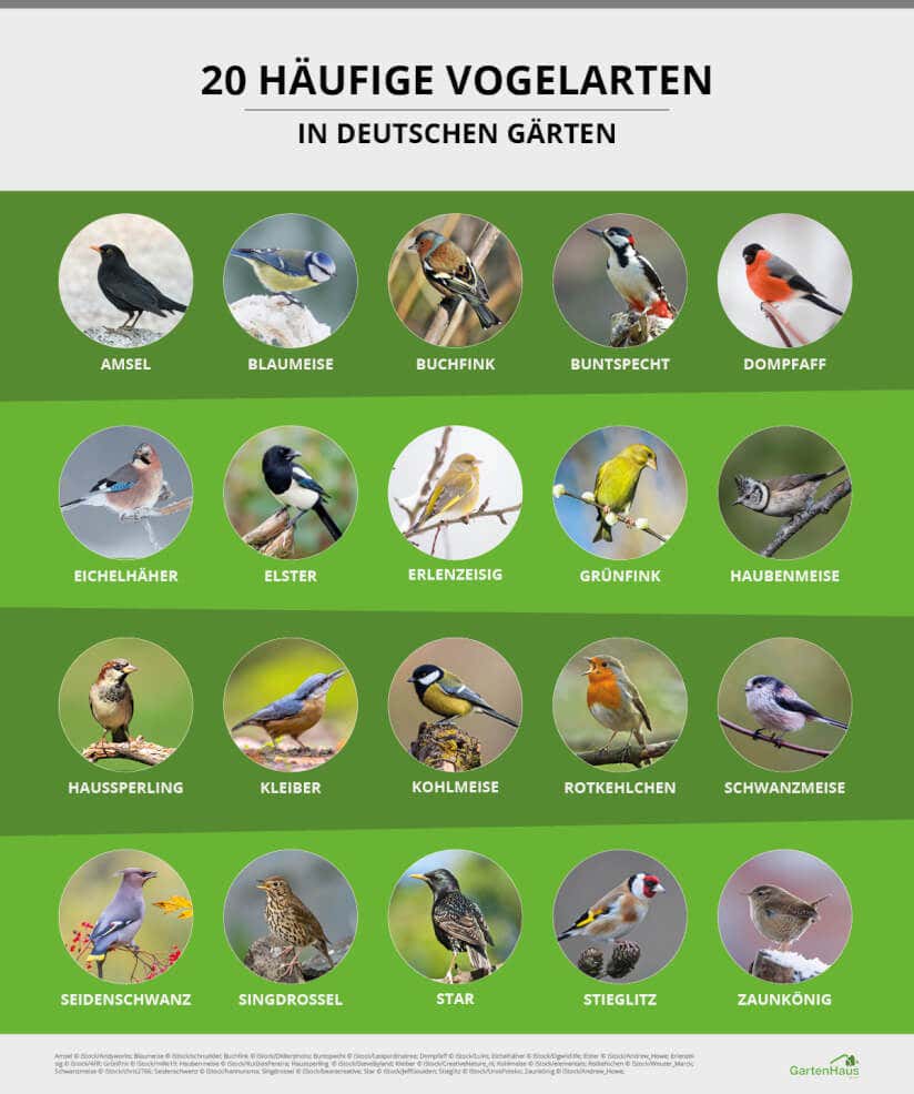 20 häufige Vogelarten in heimischen Gärten