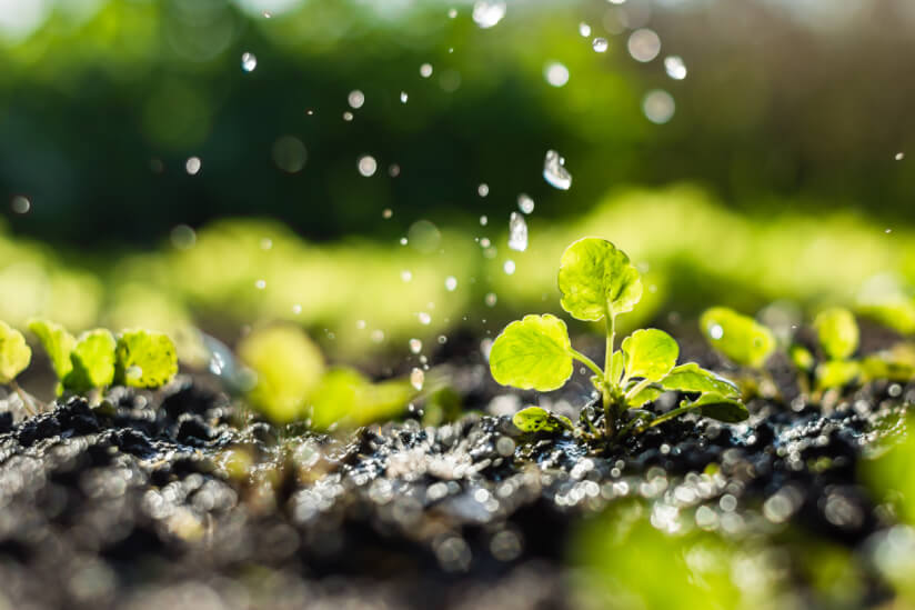 Regenwasser ist ökologisch für Pflanzen.