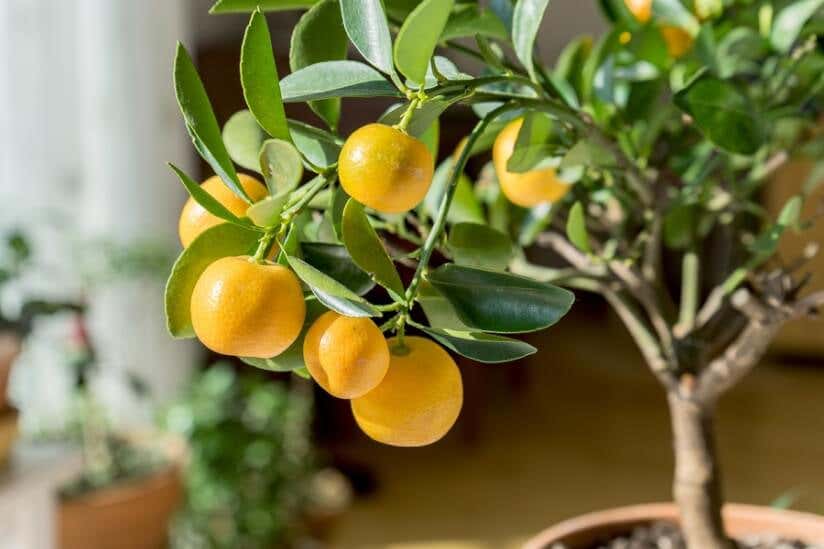 Orangenbaum für die eigene Orangerie