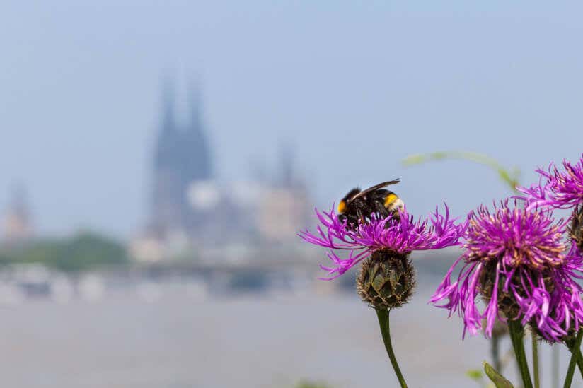 Biene auf einer Blume in einer städtischen Kulisse