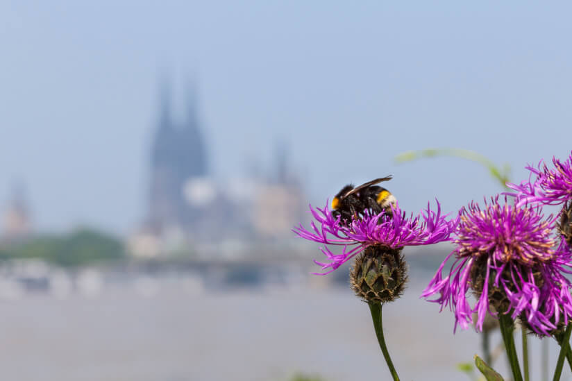 Biene auf einer Blume in einer städtischen Kulisse