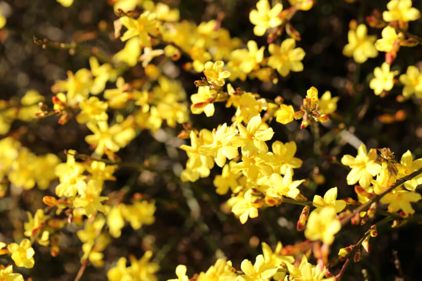 Die gelben Blüten des Winterjasmins