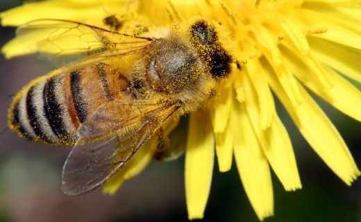 Alles Wissenswerte zum Bienengarten auf einen Blick Eine Biene auf einem Löwenzahn