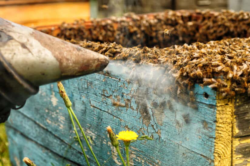 Mit einem Smoker werden Bienen beruhigt