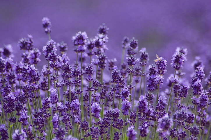 Lavendel