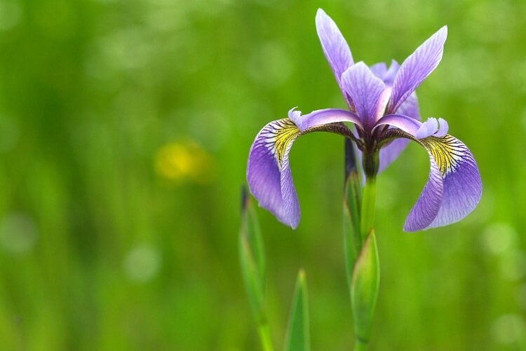 Wieseniris