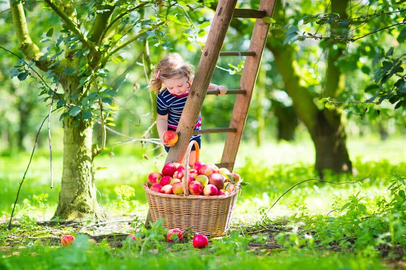 Mädchen pflückt Äpfel im Garten