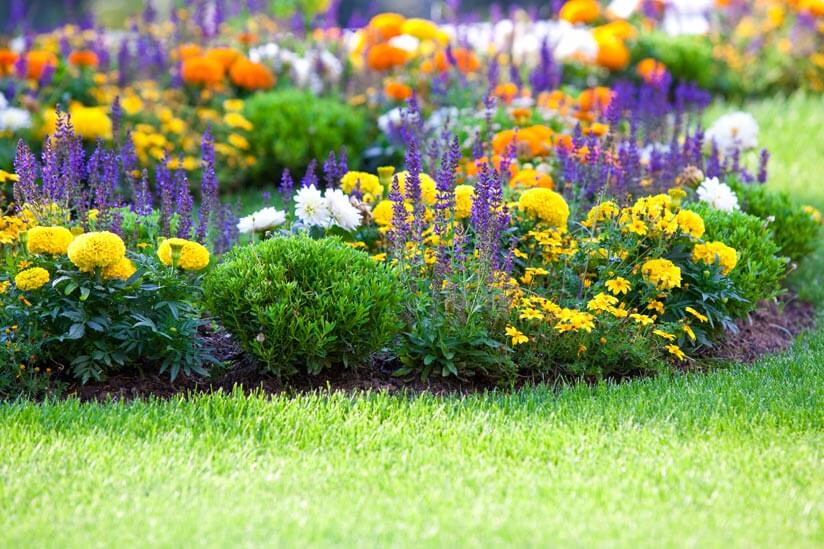 Buntes Blumenbeet Winterbeet