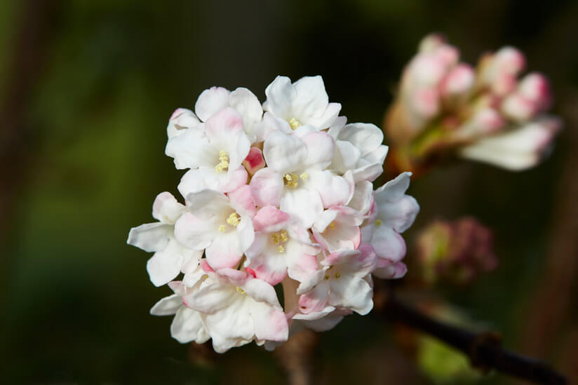 Winterschneeball Blüte Blumenbeet