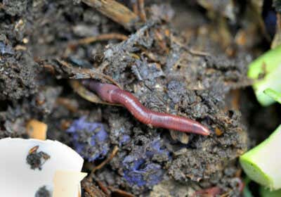 Wurmkiste bauen: So einfach geht Kompostieren mit Würmern