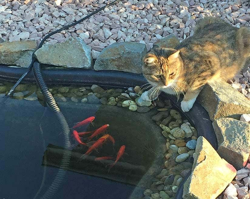 Katze am Gartenteich