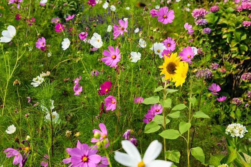 blumenwiese