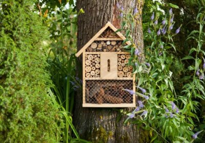 Insektenhotel aufstellen: Darauf müssen Sie bei der Standortwahl achten