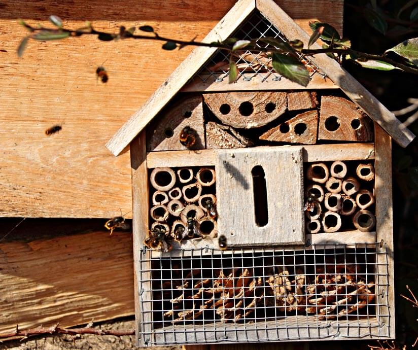 Bienen Wespen Insektenhotel