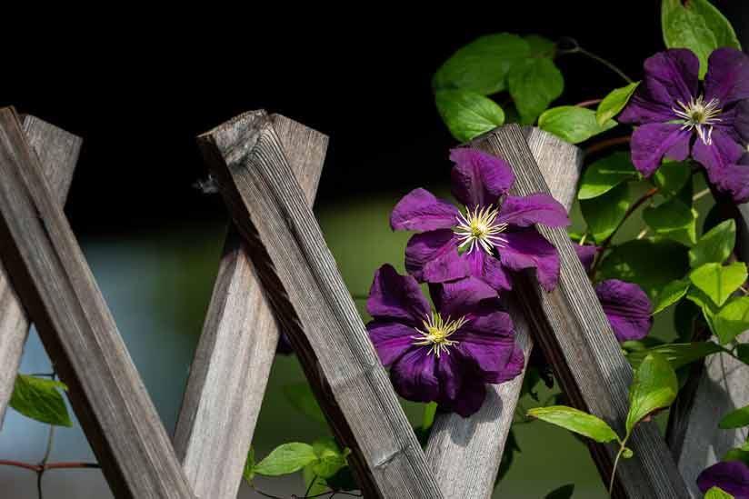 lila Blumen am Zaun