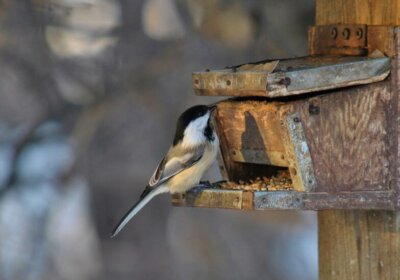 Tierfreundlicher Garten: 15 gute Tipps & Tricks zur Gartengestaltung