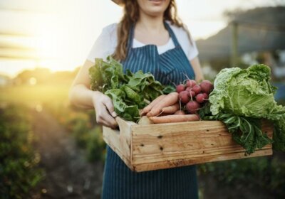 Nutzpflanzen im Garten: Das müssen Sie wissen! Nutzpflanzen Garten Gemüsebox