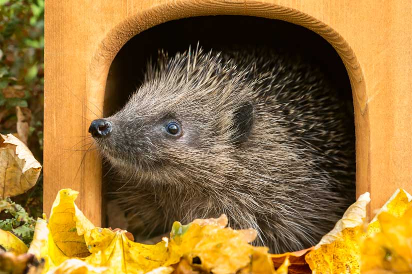 Igel im Unterschlupf