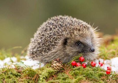 Igel überwintern im Garten: So machen Sie richtig Platz für Igel im Winter!