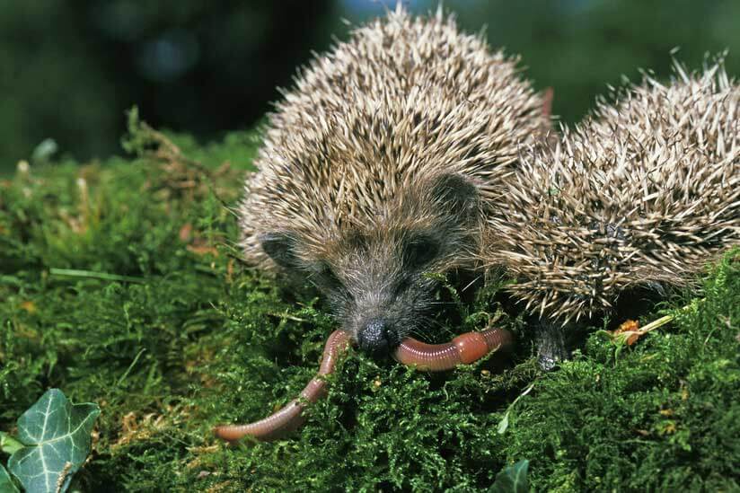 Igel essen Wurm