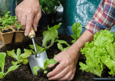 Gartenarbeit rückenschonend organisieren: So geht’s! Beet bepflanzen