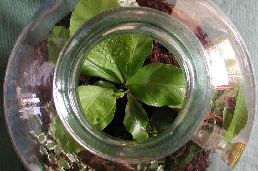 glas-pflanze-garten