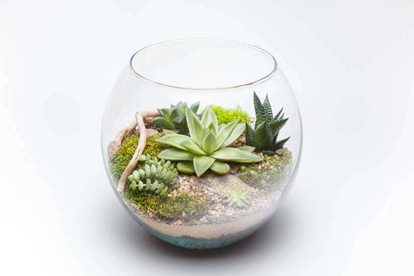 sand-glas-pflanze