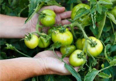 Tomaten nachreifen lassen: Die besten Tipps und Tricks!