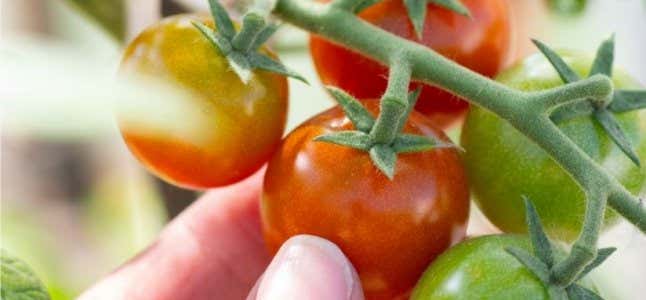 Tomaten im Winter: Gewächshaus & Co. – so können Tomaten überwintern