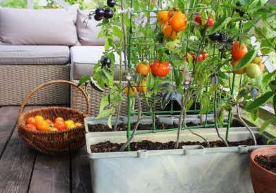 Balkon Gemüse anbauen: große Erträge auf kleinem Raum!