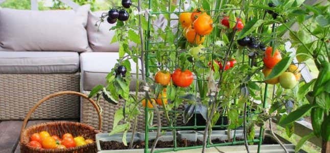Balkon Gemüse anbauen: große Erträge auf kleinem Raum!
