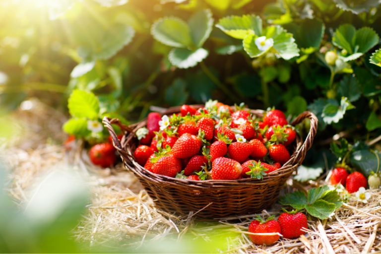 Erdbeeren überwintern So bringen Sie Ihre Erdbeeren durch den Winter!
